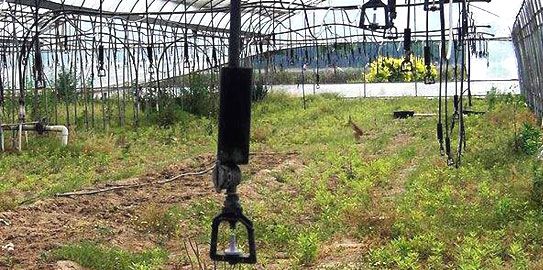 大棚內(nèi)實(shí)施節(jié)水灌溉的布置以及優(yōu)點(diǎn)